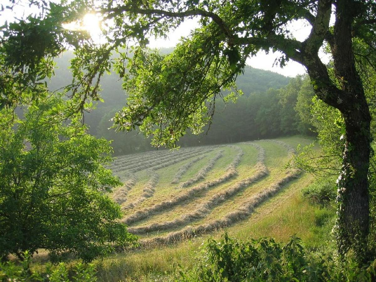 Domaine De Cantegrel - Gites De Charme Et Suite Troglodyte En Perigord Vitrac  Ngoại thất bức ảnh
